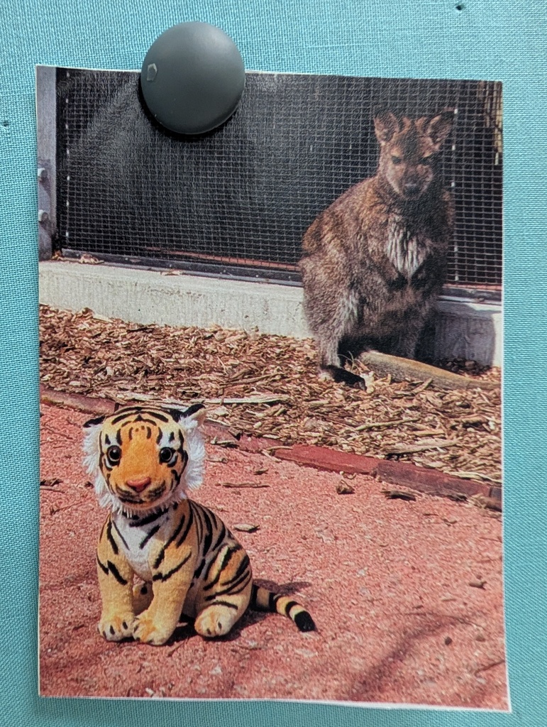 Tank helped clean the wallaby enclosure!