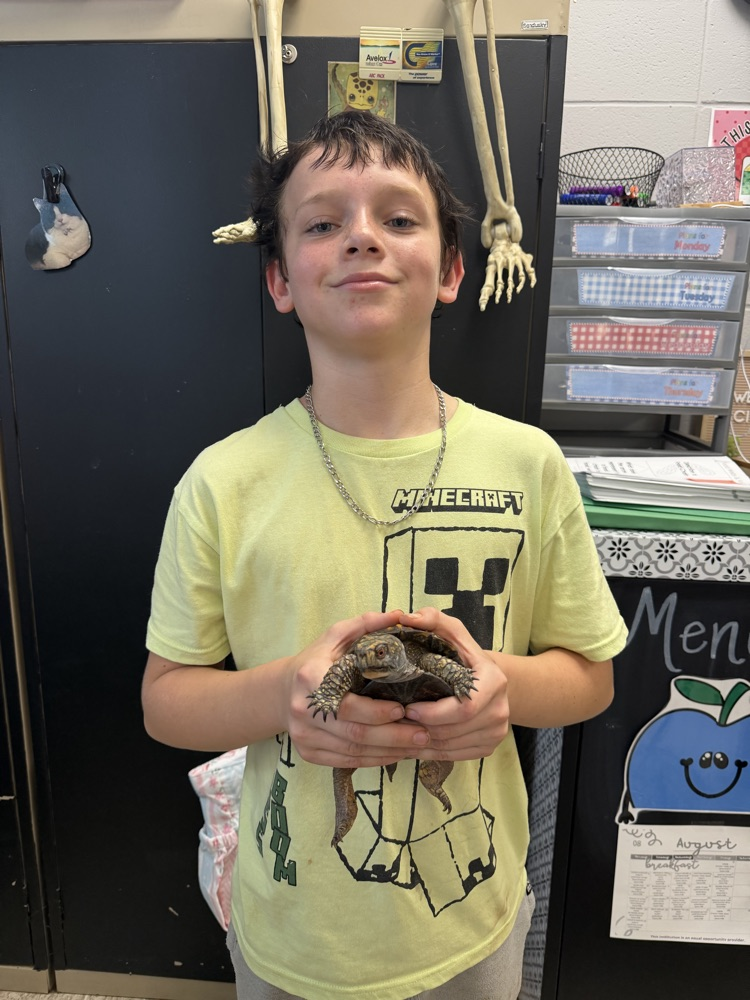 turtle 