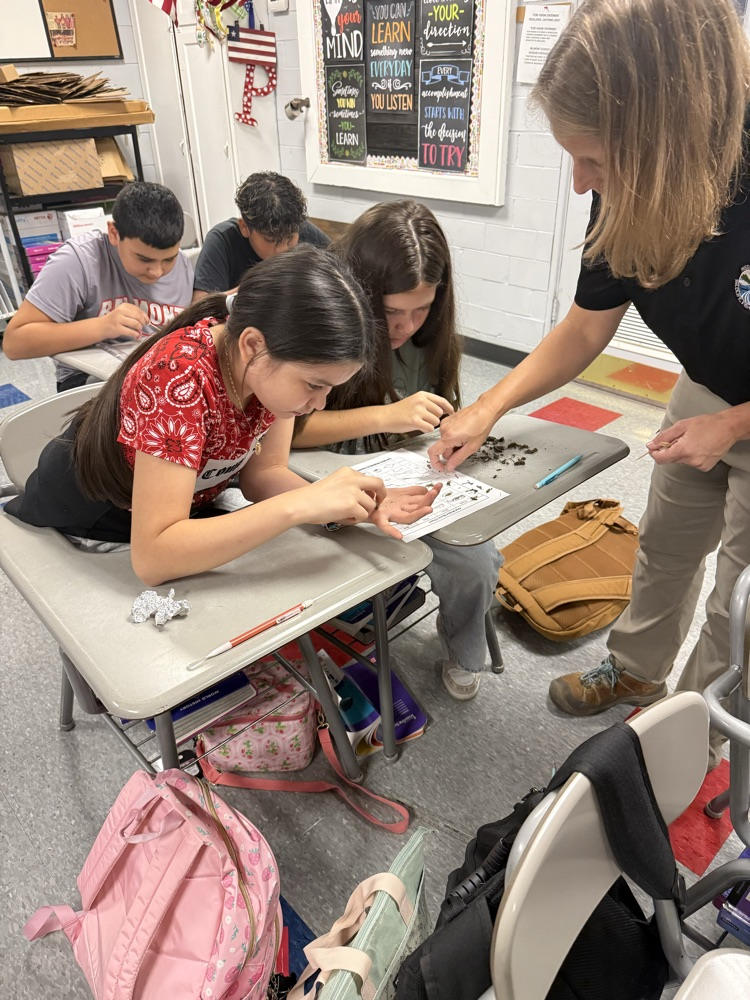 6th grade dissecting owl pellets