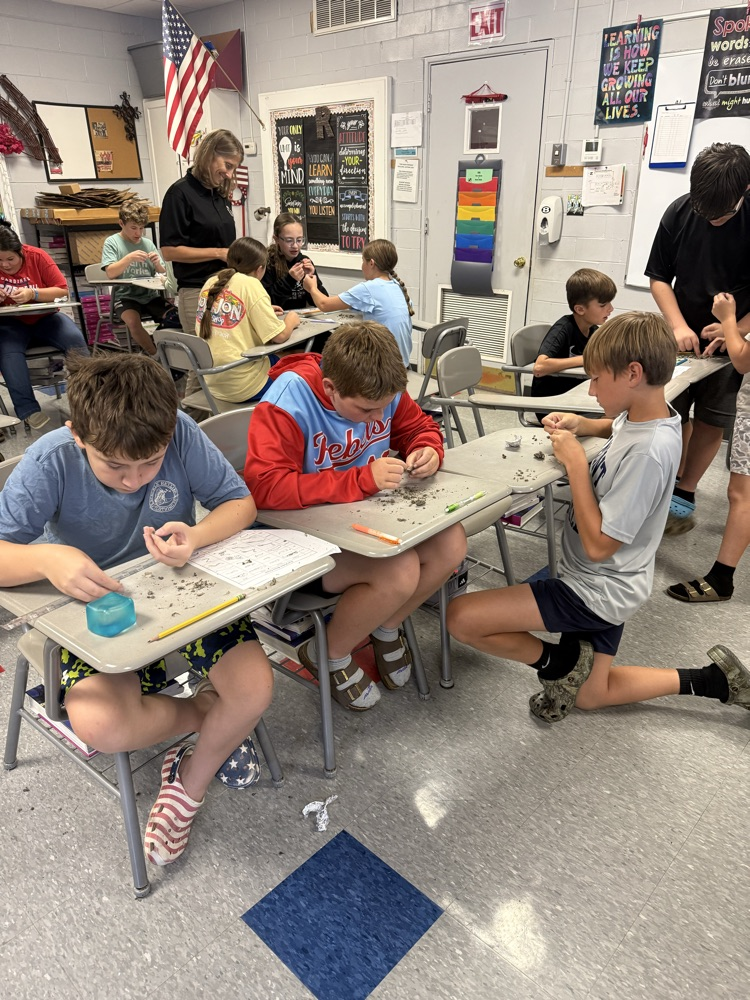 6th grade dissecting owl pellets