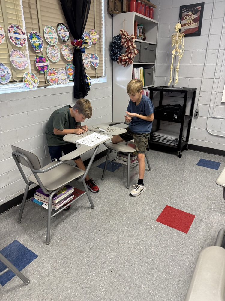 6th grade dissecting owl pellets