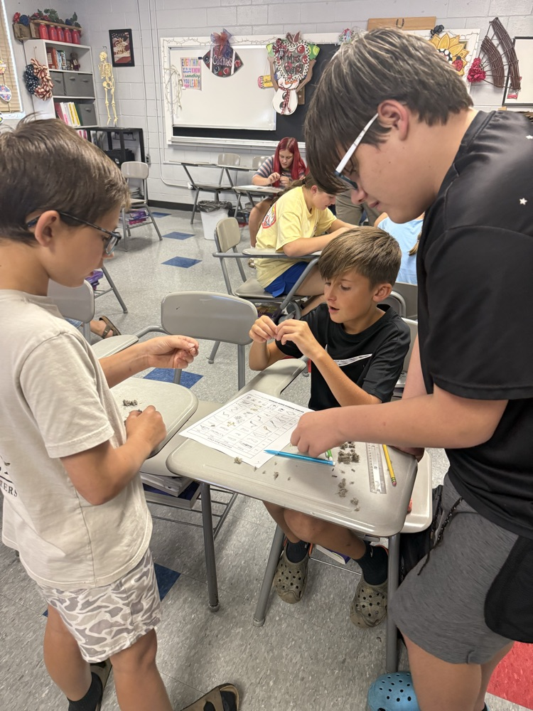 6th grade dissecting owl pellets