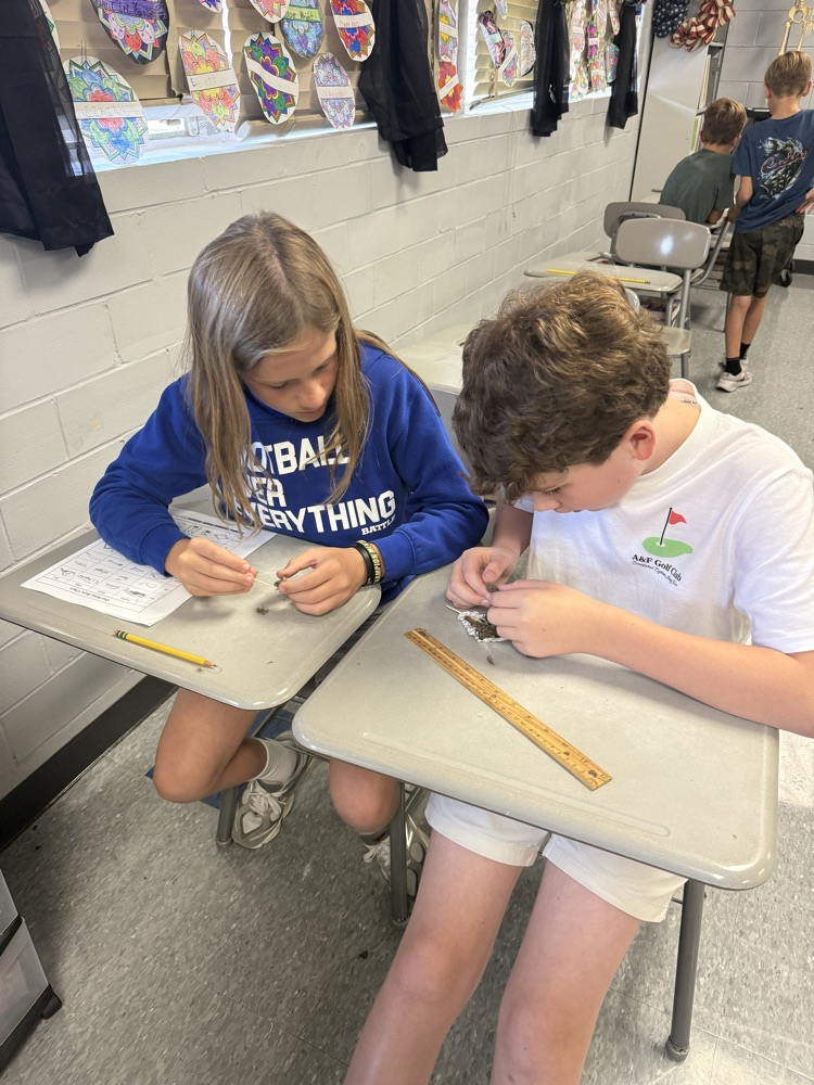 6th grade dissecting owl pellets