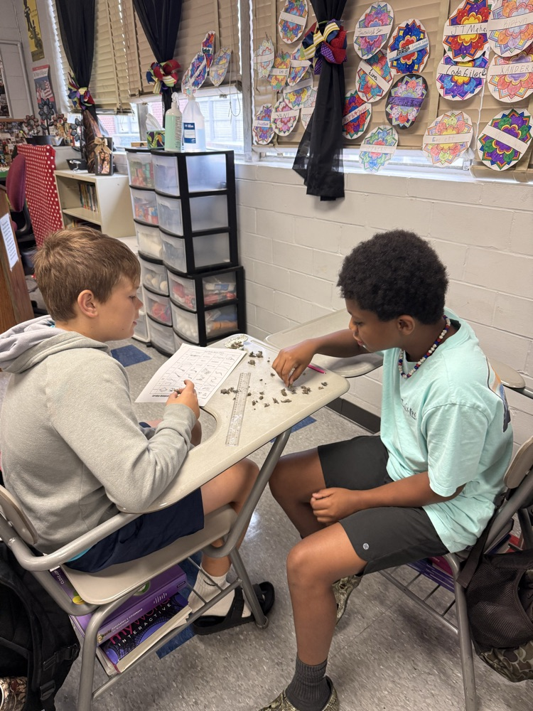 6th grade dissecting owl pellets