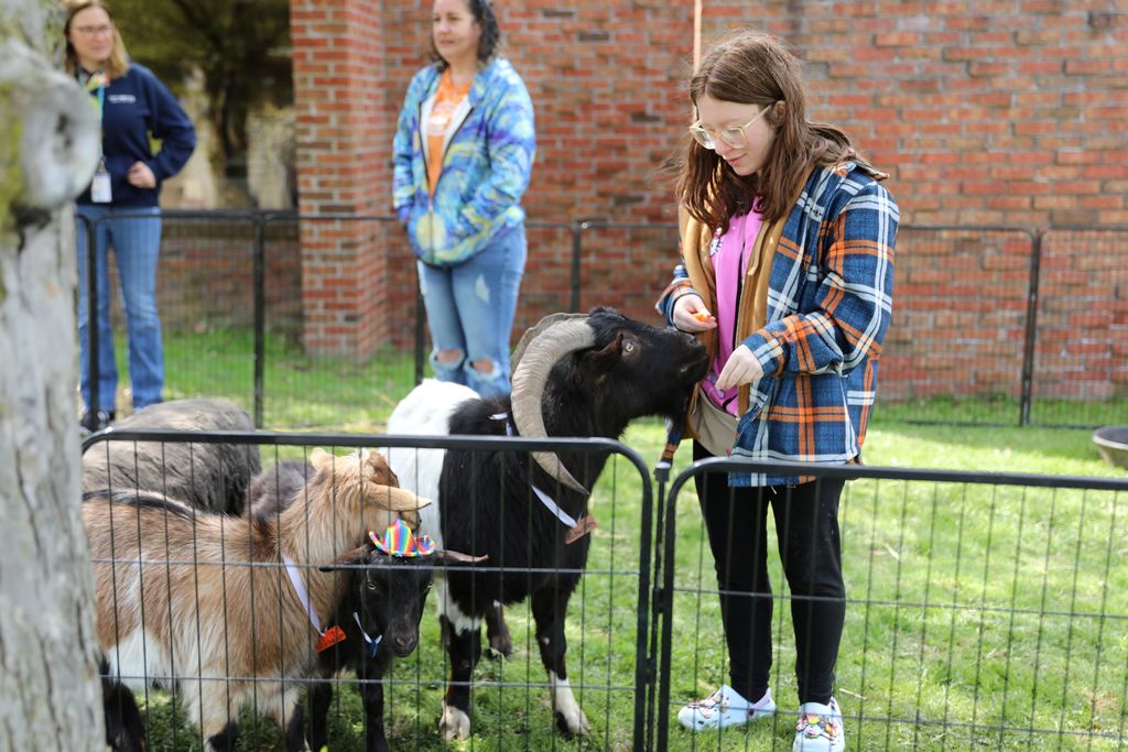 a student feeding a goat or ram some carrots