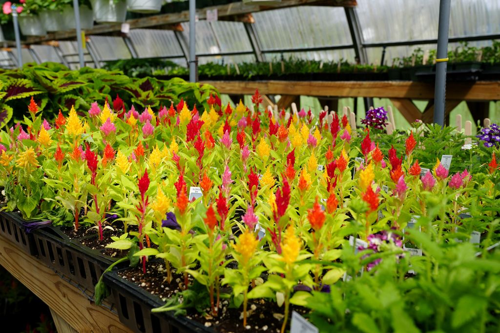 a selection of bright colorful flowers