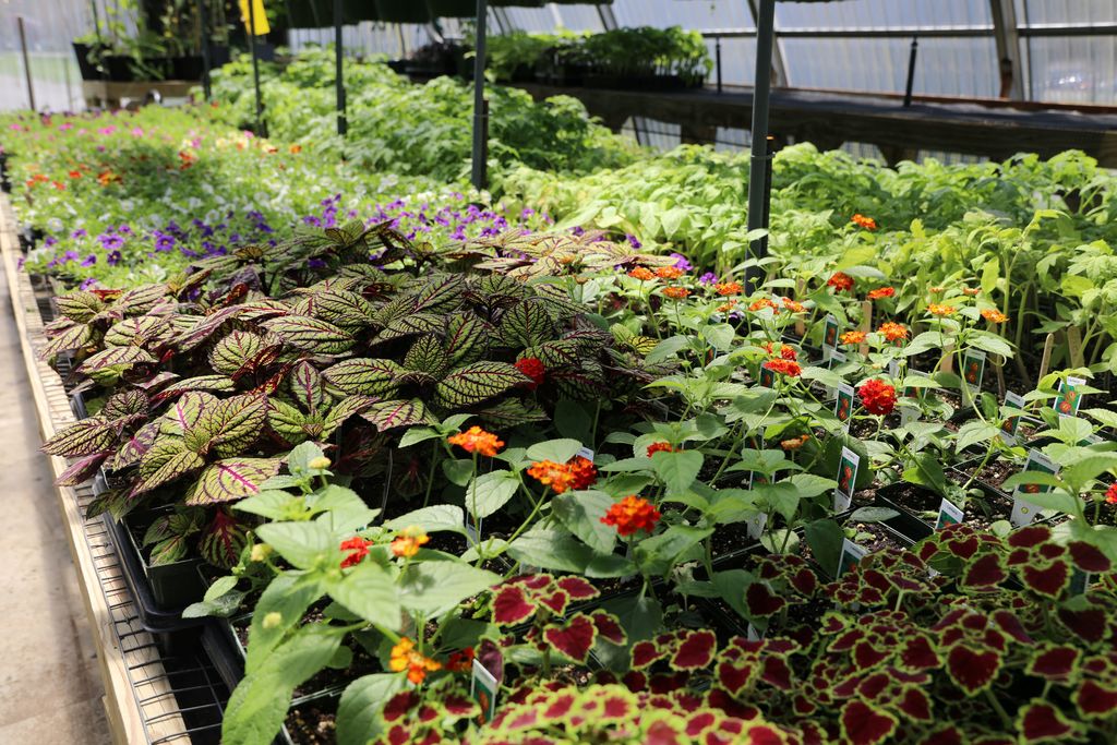 a large selection of plants
