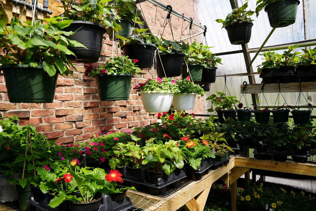 a large selection of plants, some hanging 