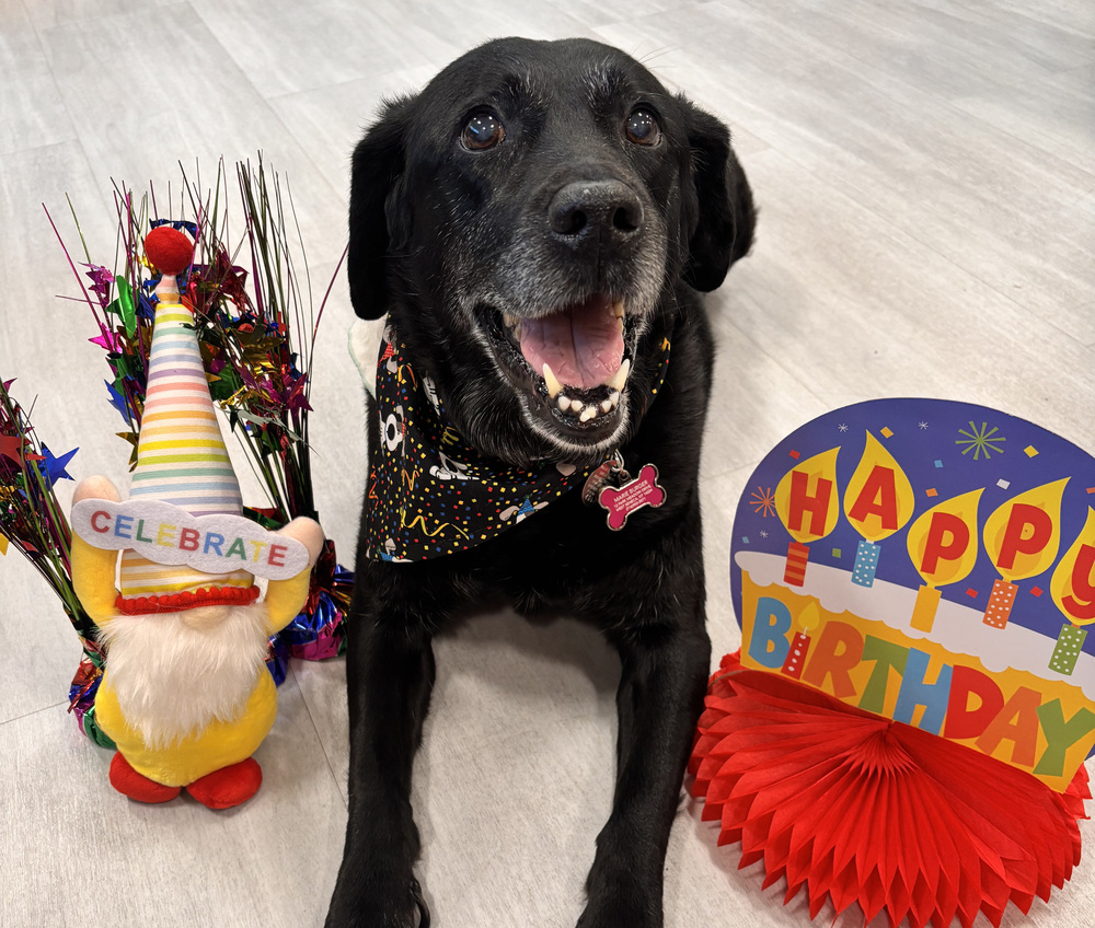 dog laying on ground with birthday decorations around him