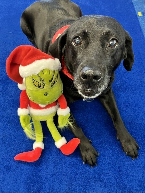 storm poses with grinch stuffed animal