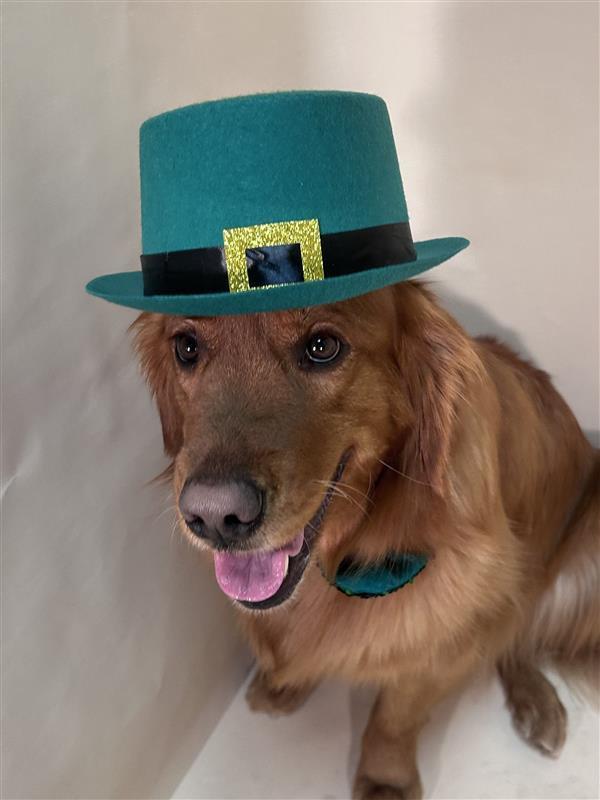 maverick, golden retriever, sitting while wearing a st. patrick's day leprechaun hat