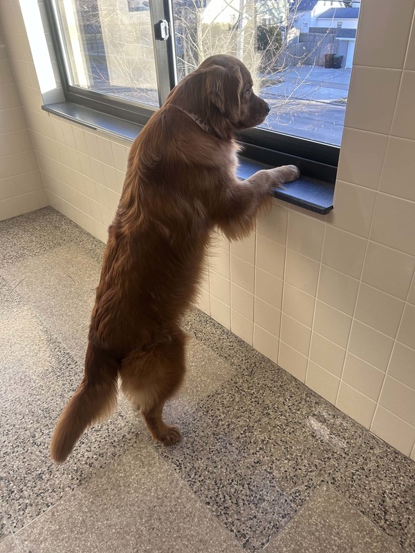 dog stands on hind legs to look out hallway window