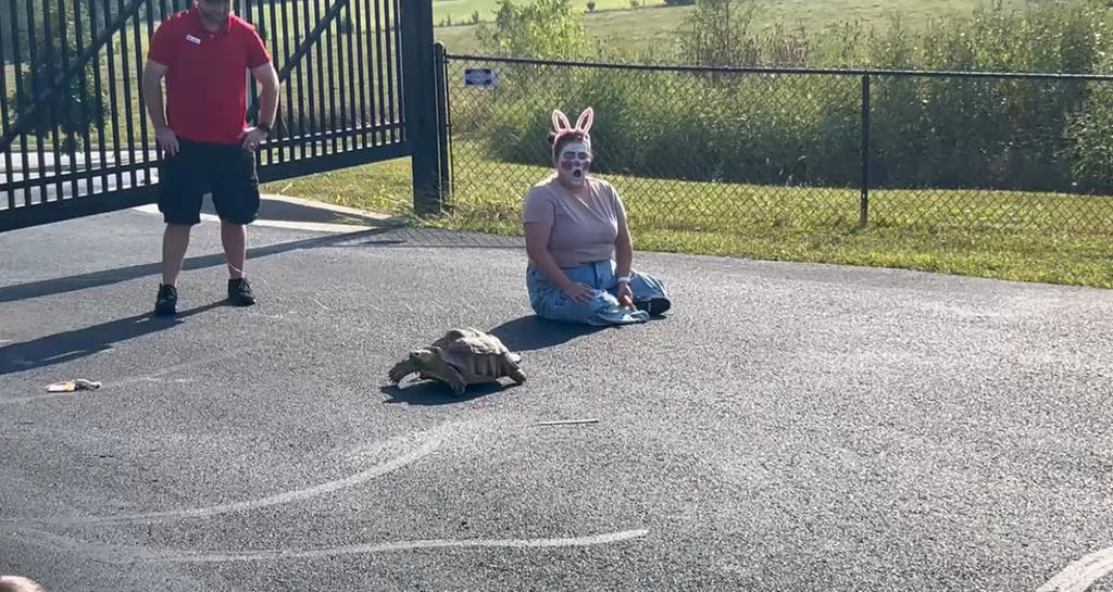 The Tortoise and the Hare