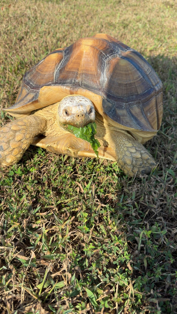 The Tortoise and the Hare