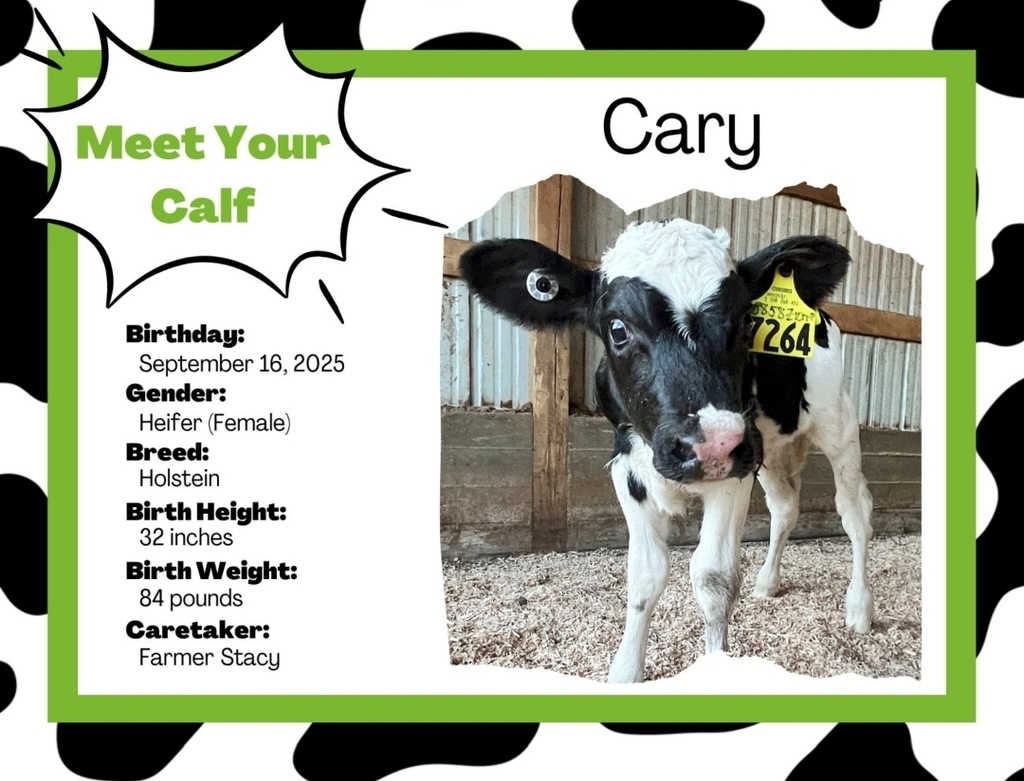 meet cary the calf