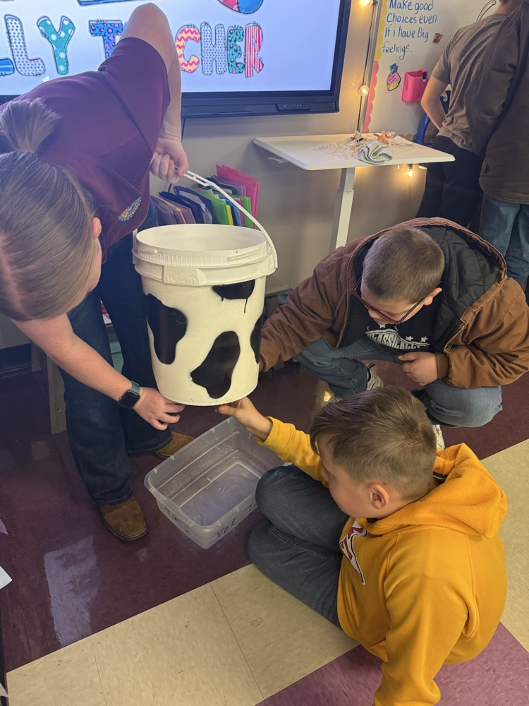 two male fifth grade students "milk" a replica cow udder made out of a modified five gallon bucket