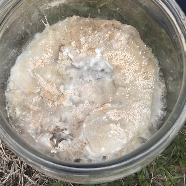 A peak inside the jar to see the current state of Pumpkin Jack.