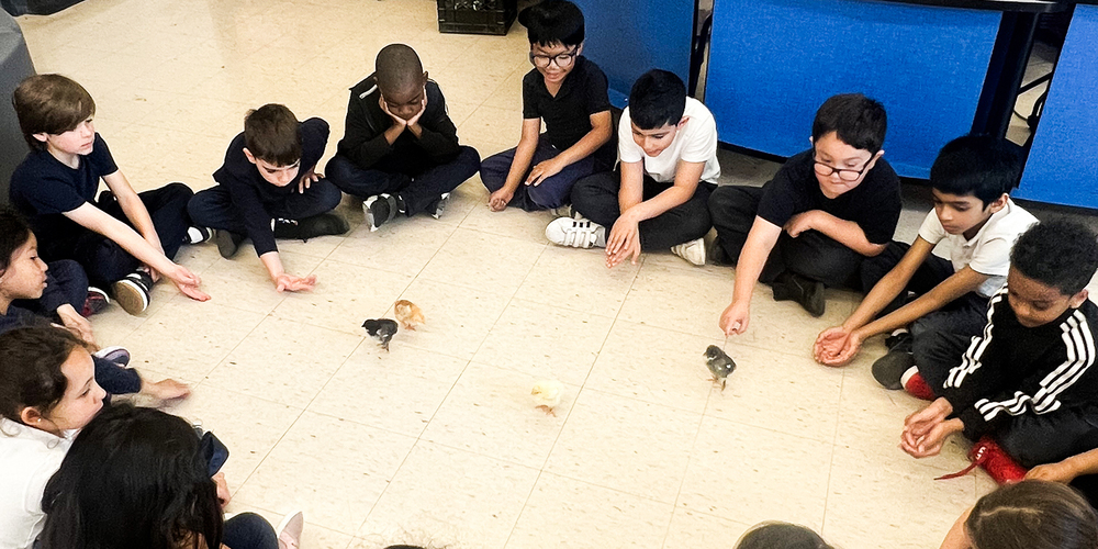Photo of St. Benedict students sitting in a circle and playing with the chicks
