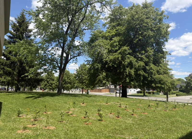 Photo of the garden