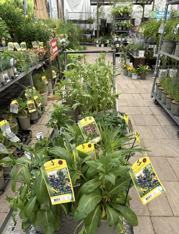 Photo of the nursery with plants in rows with labels