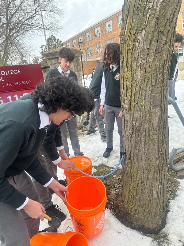 Photo of Chaminade students collecting maple syrup from trees