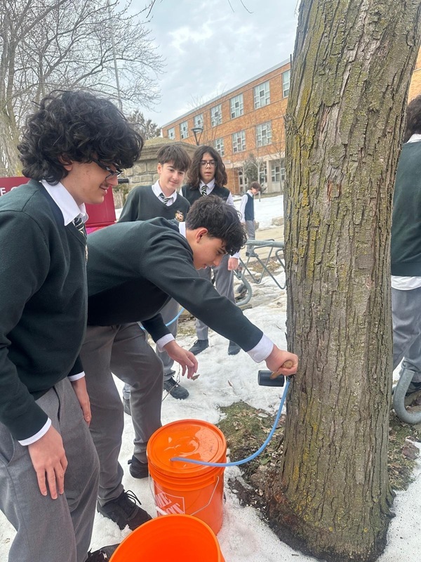 Photo of Chaminade students collecting maple syrup from trees