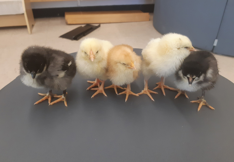 Photo of the chicks standing together in a line