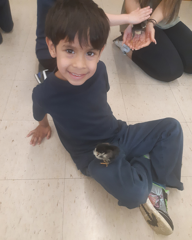 Photo of a St. Benedict student with one of the chicks