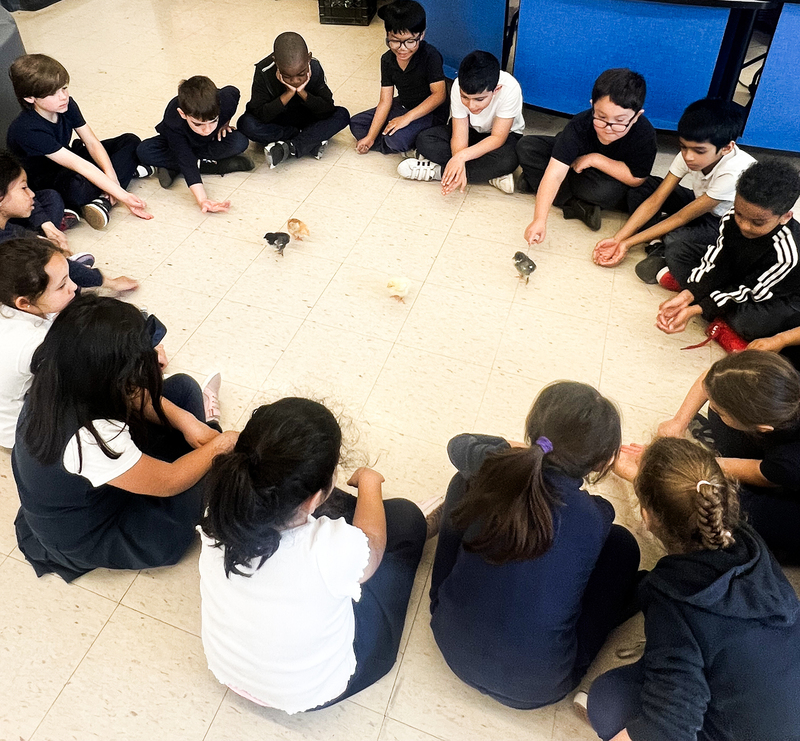Photo of St. Benedict students sitting in a circle and playing with the chicks