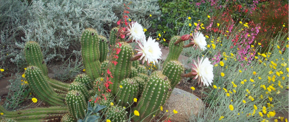 Garden Seminar Flowers