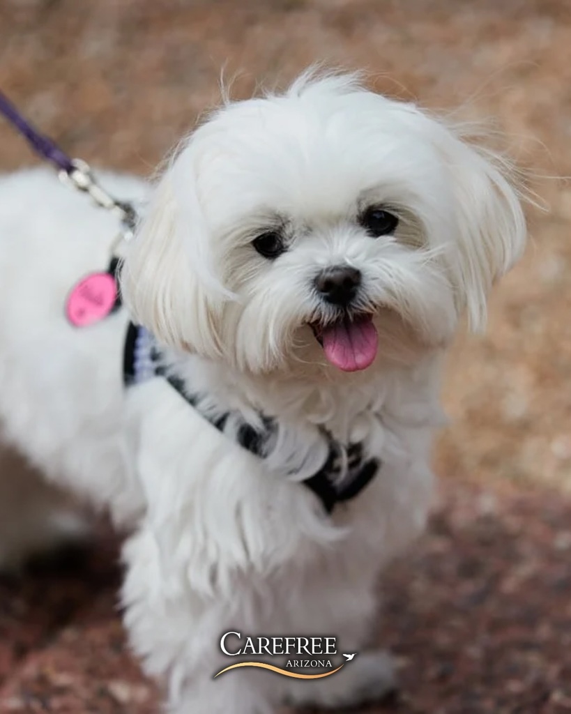 Puppy looking at camera