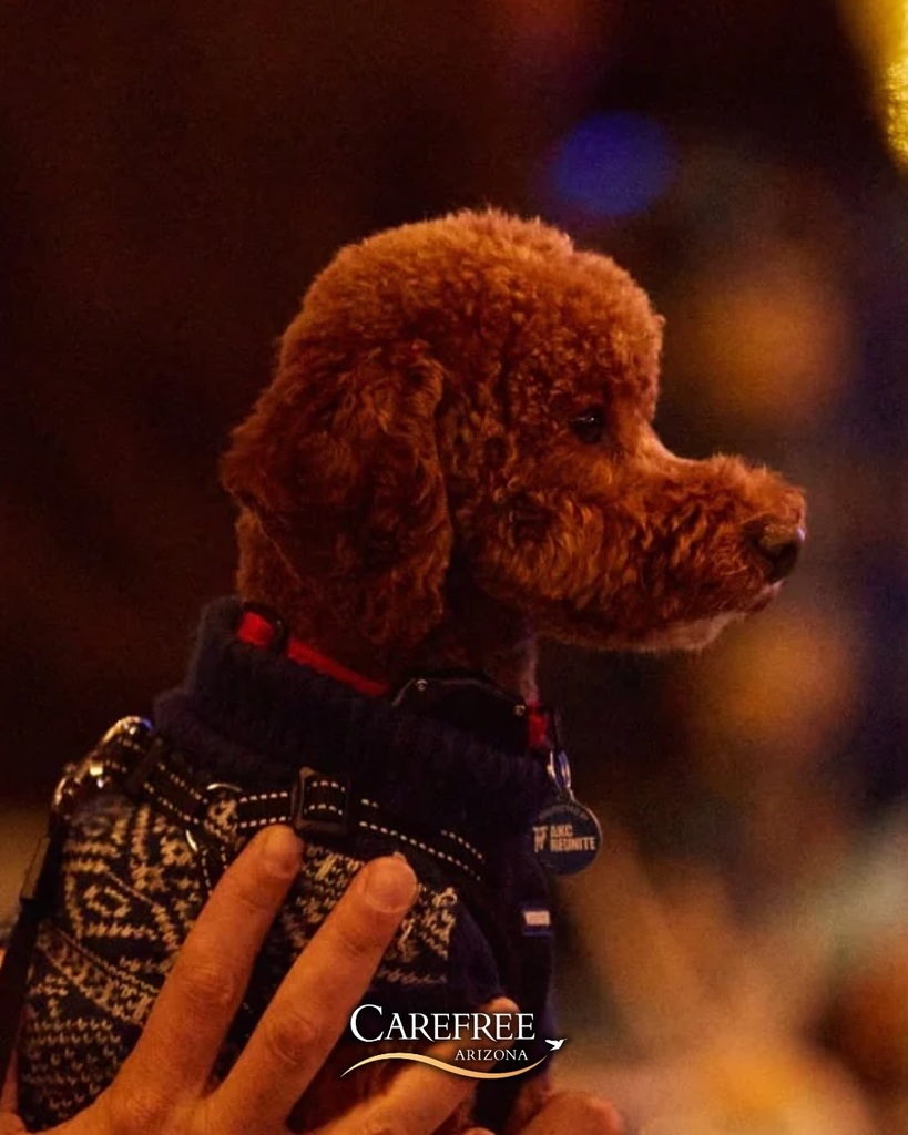 Dog in sweater facing right