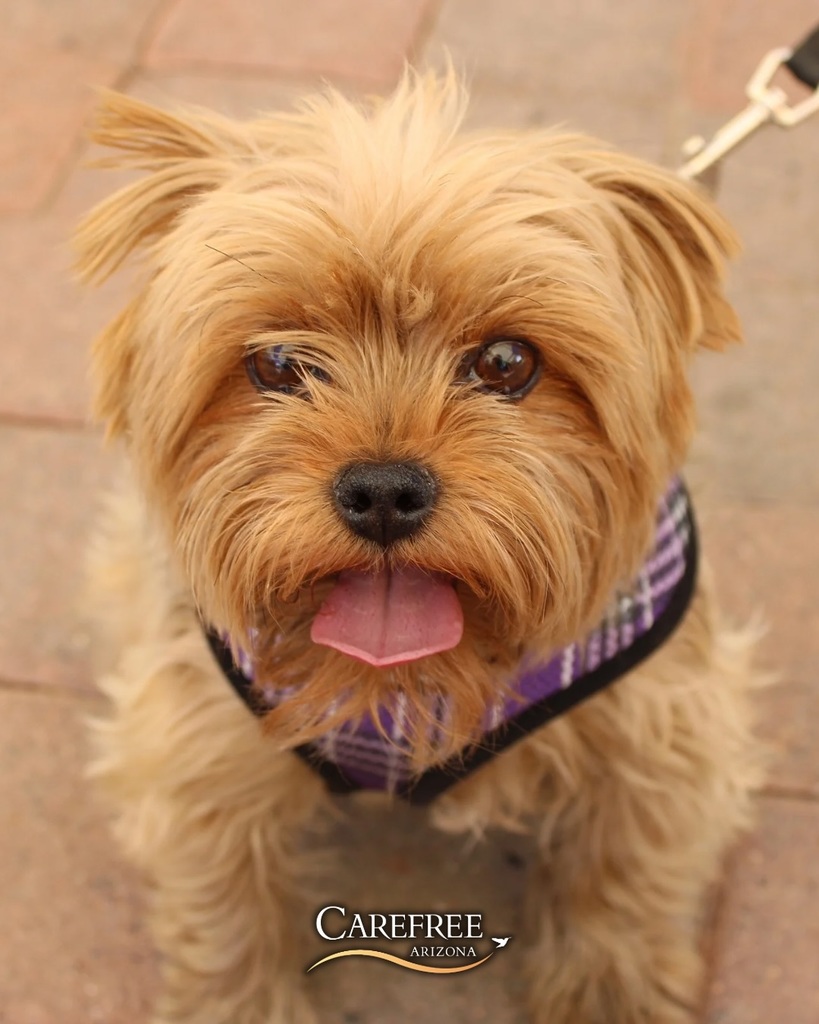 Dog staring at camera