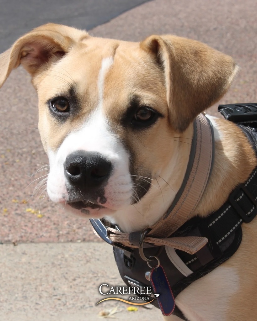 Puppy looking at camera