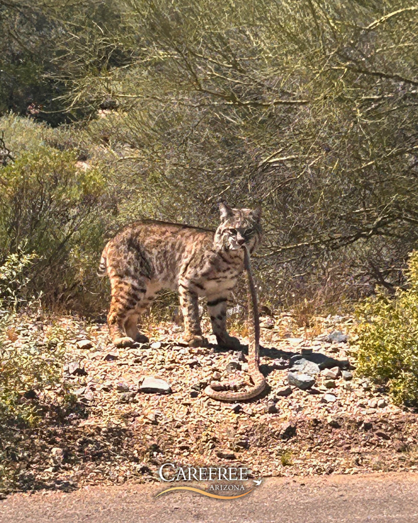 Bobcat holding snake in mouth