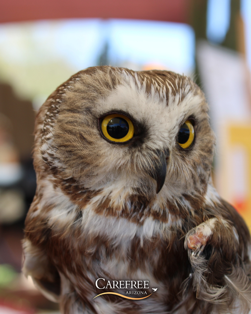 Up close shot of an owl