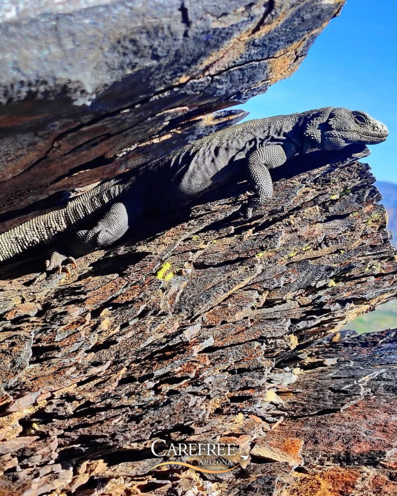 Chuckwalla on a Rock