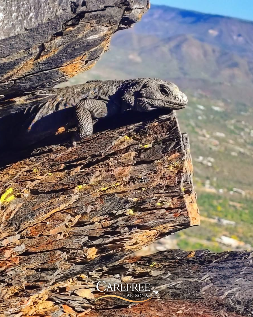 Chuckwalla on a rock with mountain in background