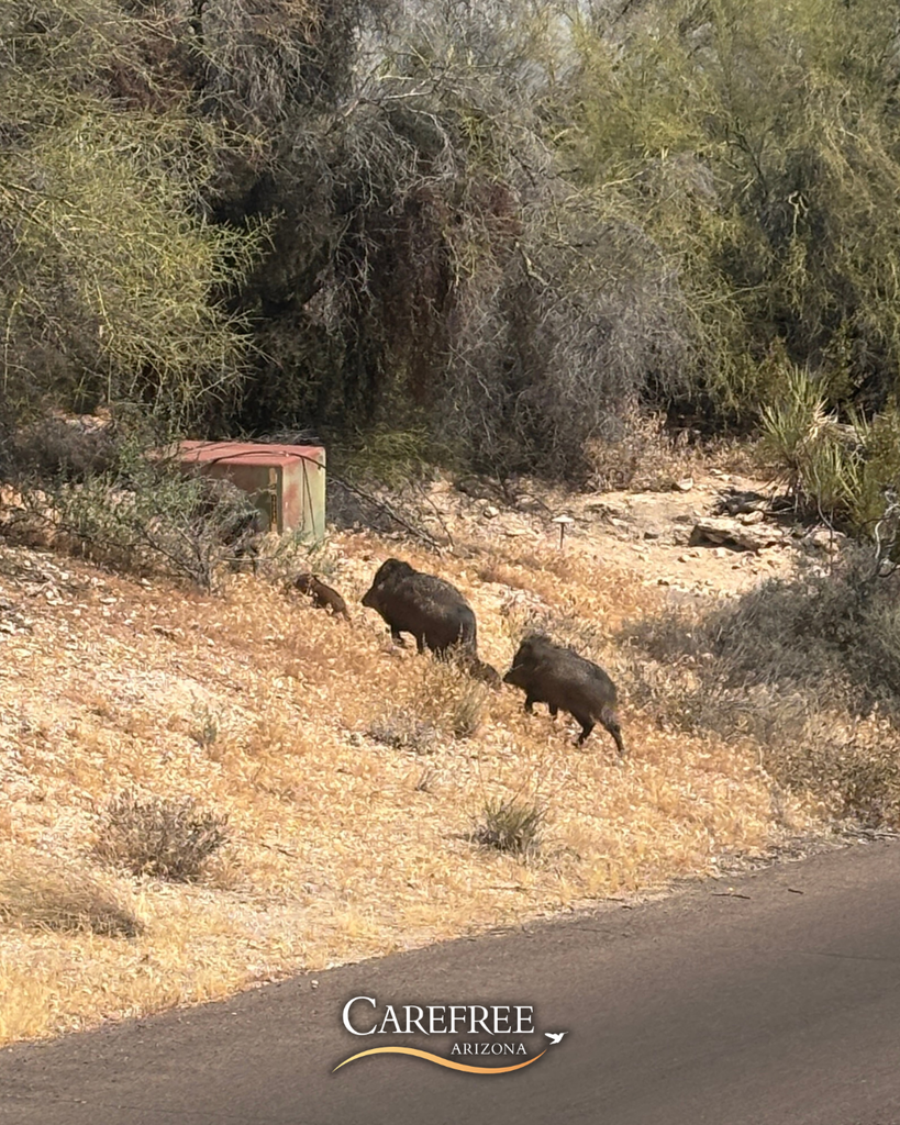 Javelina family walking together