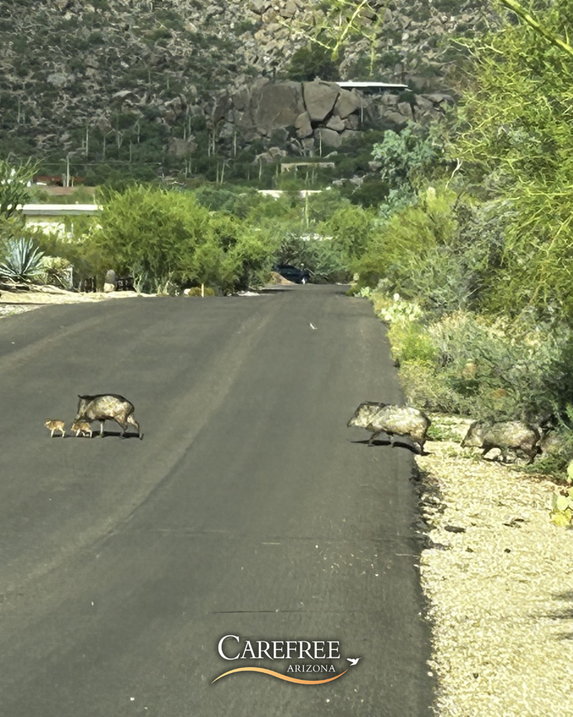 Javelina family crossing the street