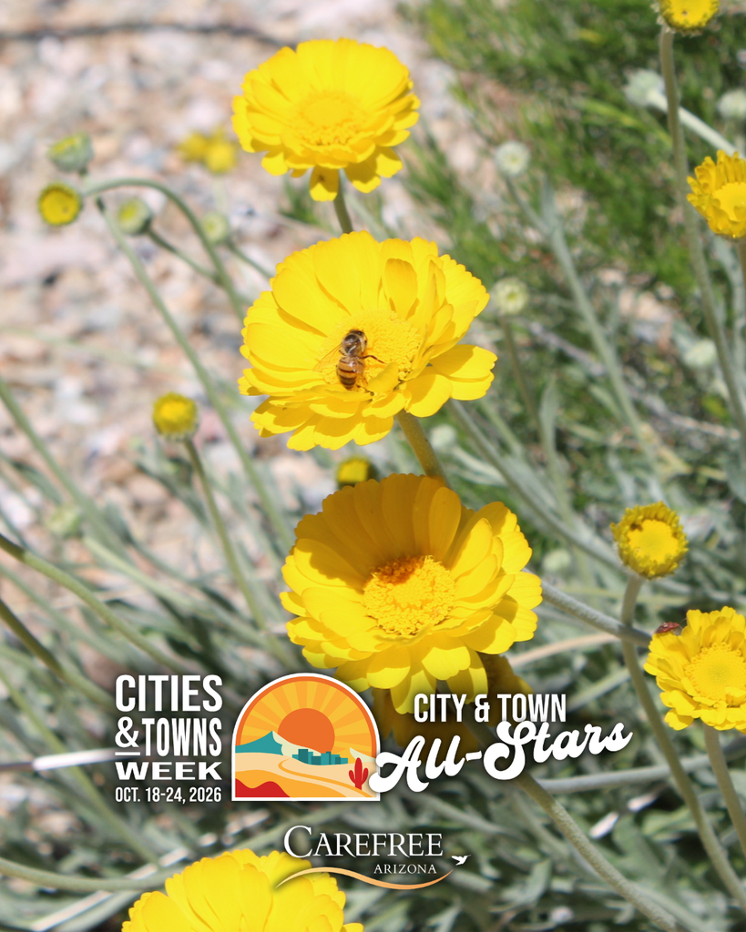 Bright yellow desert wildflowers bloom in the Carefree Desert Gardens, with a bee resting on one flower.