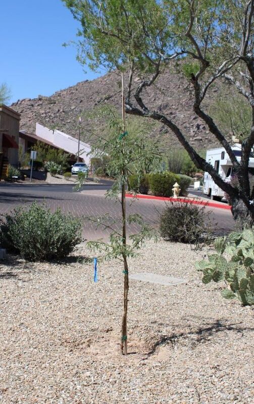 Liberty Tree