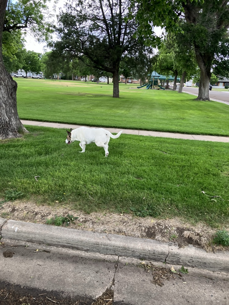 dog