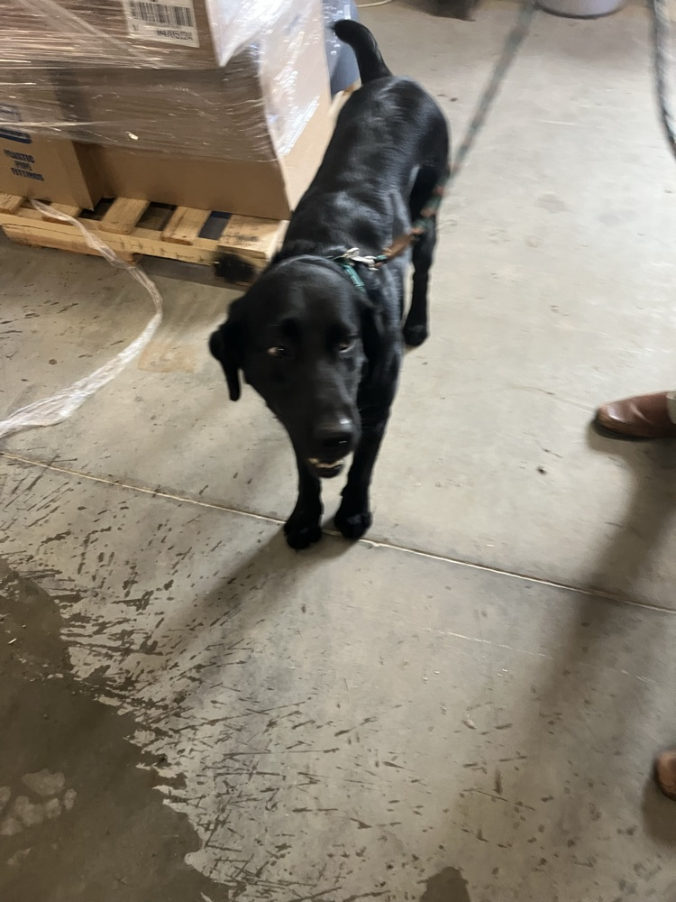 dog