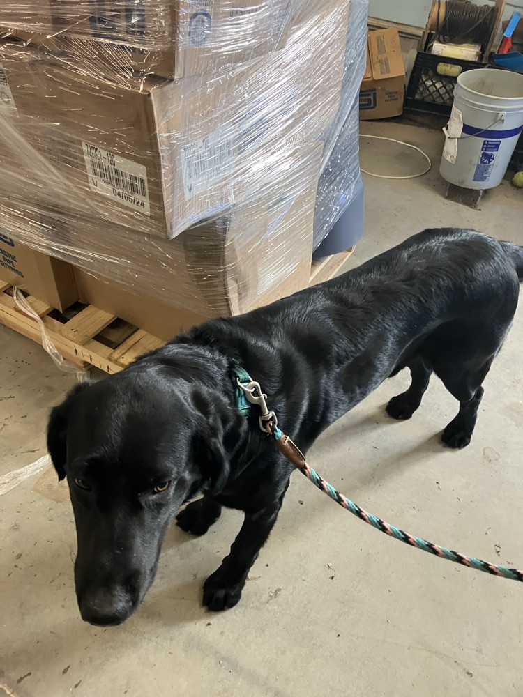 dog
