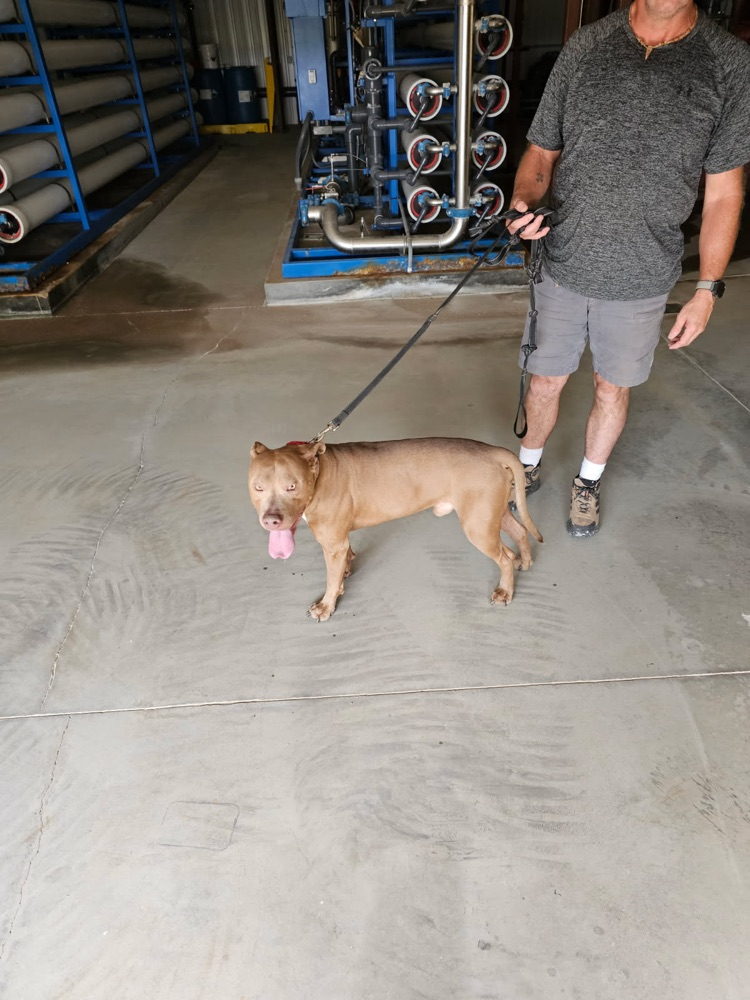 dog