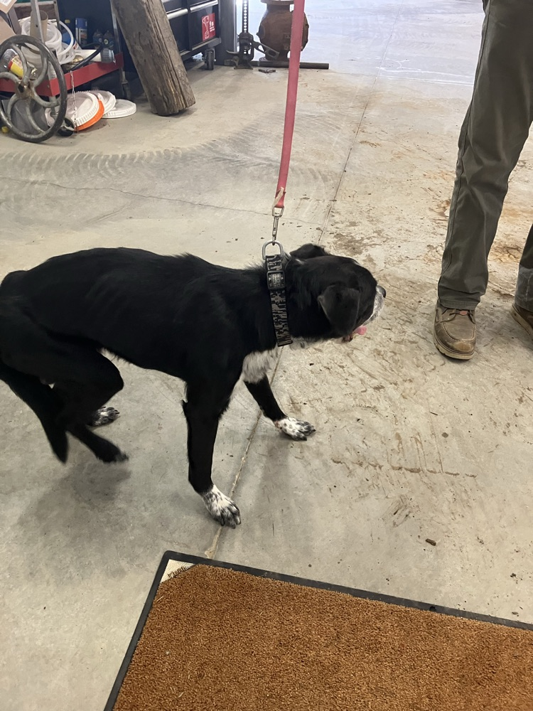 dog o