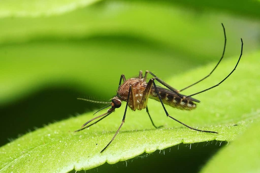 Mosquito on leaf