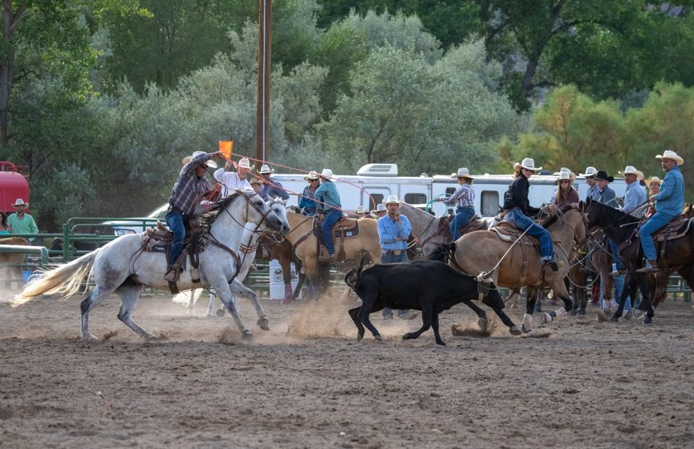 Rodeo with cowboy slinging rope towards black steer