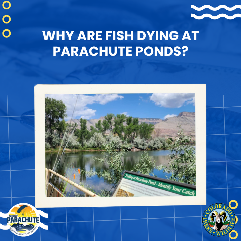 Why are fish dying at Parachute Ponds?